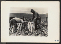 [recto] Packing cauliflower on a ranch near Centerville, Calif., on April 9, 1942, while evacuation of persons of Japanese ancestry was in progress. Evacuees will be housed in War Relocation Authority centers for the duration. ;  Photographer: Lange, Dorothea