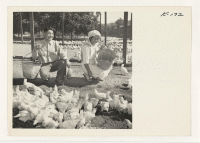 [recto] Mr. and Mrs. Kisaichi Uyeda, former residents of the Granada Relocation Center, feeding their seven-weeks-old chicks on their fine ranch on Star Route, Box 76, Petaluma, California. Mr. Uyeda is one of the evacuee committeemen for the Petaluma district.