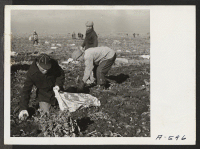 [recto] Evacuee farmers at this relocation center filling sacks with newly dug potatoes. ;  Photographer: Stewart, Francis ;  Newell, California.