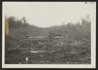 [recto] View of the right-of-way, the timber felled, before it has cleared for the dragline. ;  Photographer: Lynn, Charles R. ;  Dermott, Arkansas.