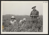 [recto] Peach tree budding at the Greening Nurseries, Monroe, Michigan, where almost a score of relocated evacuees are employed. The boys shown here are, left to right, Kiyoshi Renge, from the Jerome Center; Fred Shimasaki, Jerome; and James Tanda, Poston #2.