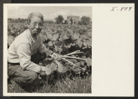 [recto] Mr. Emon Ikuda proudly displays some of his rhubarb crop grown on his farm near Kent, Washington. Mr. and Mrs. Emon Ikuda and their son Mitsuo, were White River Valley's first returnees. ;  Photographer: Iwasaki, Hikaru ;  Kent, Washington.