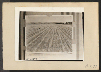 [recto] Tule Lake, Newell, Calif.--A scene on a farm near the site selected for a War Relocation Authority center where evacuees of Japanese ancestry will spend the duration. ;  Photographer: Albers, Clem ;  Newell, California.