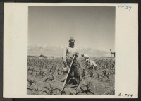 [recto] Manzanar, Calif.--Part of crew working in field no. 4, hoeing corn on the farm project at this War Relocation Authority center for evacuees of Japanese ancestry. (See Photo [8C] C-692 which shows this same farmer at his barrack apartment in the evening.)
