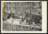 [recto] Vegetable crops exhibited at the Amache Agricultural Fair, September 11 and 12. ;  Photographer: McClelland, Joe ;  Amache, Colorado.