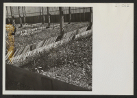 [recto] Guayule beds in the lathe house at this War Relocation Authority center. These plants are year-old seedlings from the Salinas experiment station which are ready to be transplanted to the open ground. ;  Photographer: Lange, Dorothea ;  Manzanar, Calif