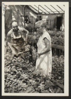 [recto] Here Mr. and Mrs. Jinjiro Sasaki are shown spraying chrysanthemums in their employer's greenhouse at Dayton, Ohio. They have come ...