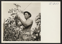 [recto] Yoshiro Befu (Granada) from Santa Maria, California, gains experience in eastern horticulture before continuing his college education, on the Greenough estate in Belmont, Massachusetts. ;  Photographer: Iwasaki, Hikaru ;  Belmont, Massachusetts.