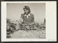 [recto] Momayo Yamamoto in the spinach harvesting field at this relocation center. Present occupation: farm worker. Former occupation: farm worker. Former residence: Fresno County, California. ;  Photographer: Stewart, Francis ;  Rivers, Arizona.