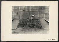 [recto] Tanforan Assembly Center, San Bruno, Calif.--Mrs. Fujita and her neighbor inspecting the tiny vegetable garden she has planted in front of their barracks. ;  Photographer: Lange, Dorothea ;  San Bruno, California.
