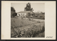 [recto] Scene at a Santa Clara County berry farm leased by its owner--of Japanese ancestry--to a Caucasian family prior to evacuation. Evacuees of Japanese descent will be housed at War Relocation Authority centers for the duration. ;  Photographer: Lange, Doro