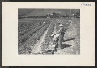 [recto] Family labor in strawberry field at opening of 1942 season. Evacuation due in a few days. For many years approximately ...