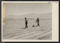 [recto] Hank Oba, 19 (left), and Ken Oba, 20, brothers from Venice, California, collaborate in operating a hand planter for sowing onion seeds at the relocation center. ;  Photographer: Stewart, Francis ;  Manzanar, California.