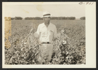 [recto] Henry Inouye, evacuee supervisor of the Granada Relocation farm, exhibiting in a field of mung beans produced on the center farm. ;  Photographer: McClelland, Joe ;  Amache, Colorado.