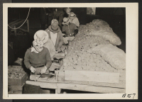 [recto] Cutting potato seed on an industrialized farm where, before evacuation, all work was done by persons of Japanese ancestry. Evacuees will be housed in War Relocation Authority centers for the duration. ;  Photographer: Lange, Dorothea ;  Stockton, Cali