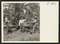 [recto] Eighteen-year-old Gene Asai is shown with his mother and father, Mr. and Mrs. S. Asai, thinning apples on their 40-acre ...