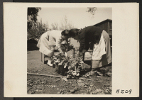 [recto] In a final harvest prior to evacuation, mother and daughter wash white radishes on a 20-acre farm in Santa Clara County, California. Evacuees of Japanese ancestry will be housed in War Relocation Authority centers for the duration. ;  Photographer: Lang