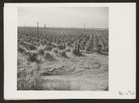 [recto] Nakaya ranch--18 acres--principal crop is Tokay grapes. ;  Photographer: Stewart, Francis ;  Florin, California.