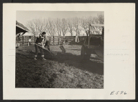 [recto] Ag students cleaning the dairy farm feeding yard. ;  Photographer: Parker, Tom ;  Amache, Colorado.