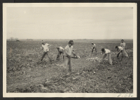 [recto] Farm of Ed Paulish, 9 mi. southeast of Granada, Colo. Group of high school students topping beets. ;  Photographer: McClelland, Joe ;  Granada, Colorado.