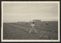 [recto] Farm of Ed Paulish, 9 mi. southeast of Granada, Colo. High-school boys topping beets. These high-school students volunteer for beet work as a patriotic gesture. Nearest figure is Don Honda, foreman of the crew. ;  Photographer: McClelland, Joe ;  Gran