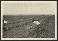 [recto] Farm of Ed Paulish, 9 mi. southeast of Granada, Colo. High-school student topping beets. ;  Photographer: McClelland, Joe ;  Granada, Colorado.